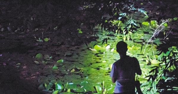 夏天蛇出没 遇见马上躲