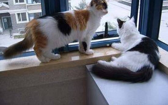 ҵ����Ǯ���� �򷿵�èլ��Ͷ�ߣ�