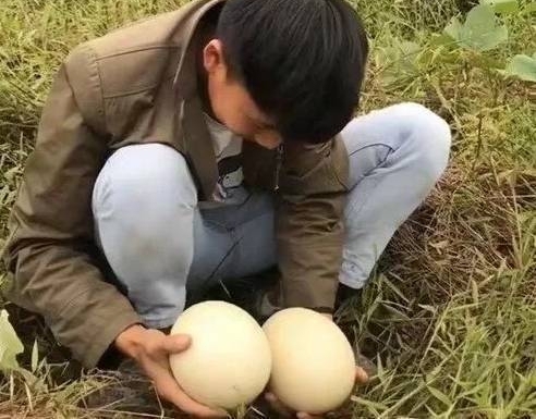 男子在野外捡到重3斤的蛋,好奇把一个煮熟吃,打开后赶紧报警