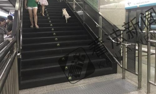小白狗误入地铁站徘徊许久后自行离开 身旁无主人
