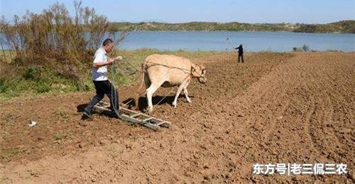�ֵز�׬Ǯ������û����ֵ����ũ��Ϊ�ν�ץ���ţ����������ˣ�