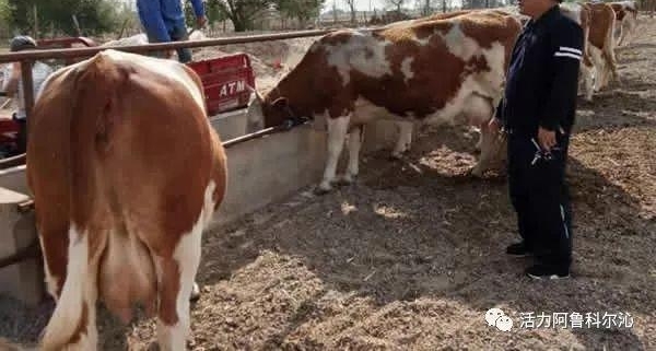 ����һ��������ϵ��ԭ ��ƶæ���������ܸ�����ľ�²��һ��ǡ������ӳ������