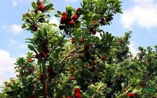 �ο�͵ժ��÷׹������������4��5 ������ը��