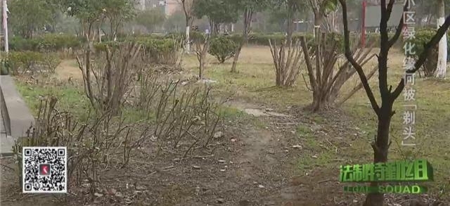 小区绿化被粗暴锛偺晖凤紓 物业称团队专业却没合同