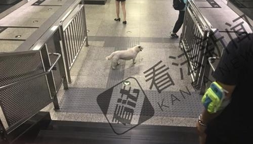 小白狗误入地铁站徘徊许久后自行离开 身旁无主人