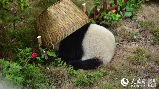 ����������è������ǰ����һ�������籭��Ļս��