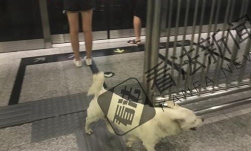 小白狗误入地铁站徘徊许久后自行离开 身旁无主人