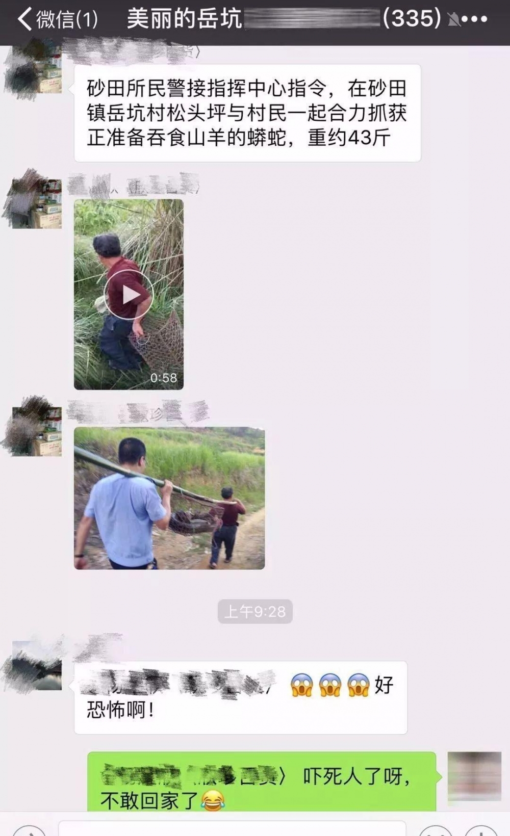 昨天大埔一条大蟒蛇吃了三只鸡,洲瑞隔壁的蟒蛇准备吃羊…