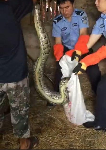 昨天大埔一条大蟒蛇吃了三只鸡,洲瑞隔壁的蟒蛇准备吃羊…