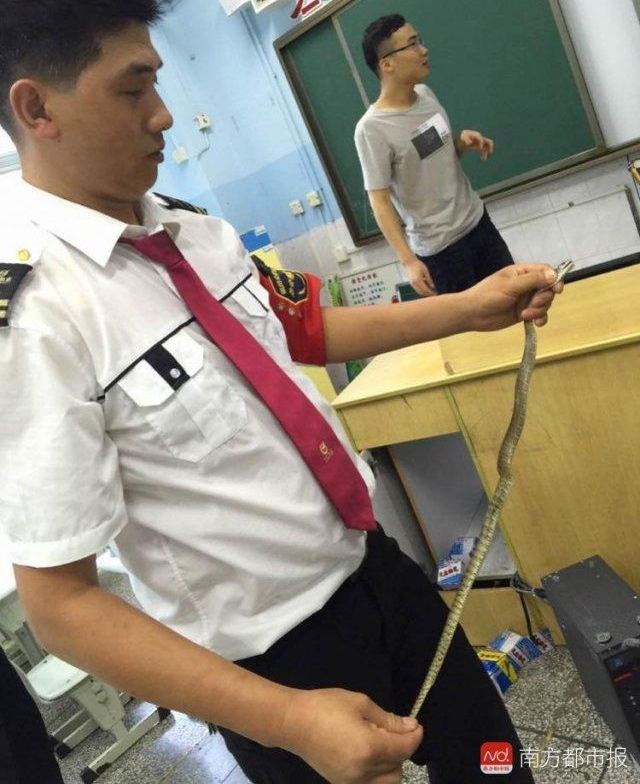 深圳一小学教室讲台窜出毒蛇 学生不敢进教室