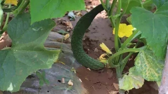 ��������Ρ�����ĩ��ȥʯ�ŷ�������һ�ġ���
