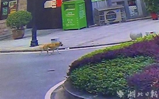 ����һ�����Ʒ蹷ҧ��28�� ȫ��׷����δץ��