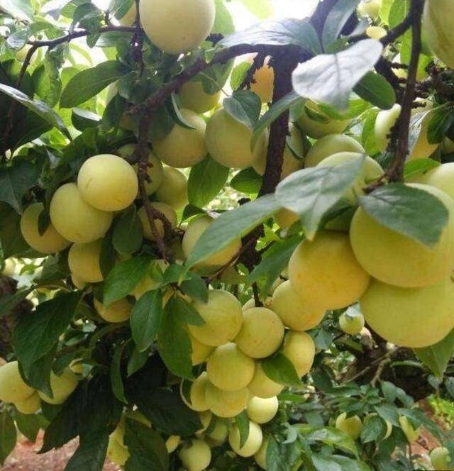 ũ��������ֹ�������һ���ܳԺö��꣬��ȥ��Ҳ�ܽ�ܶ���ӣ�
