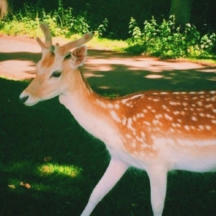 ɭµС¹