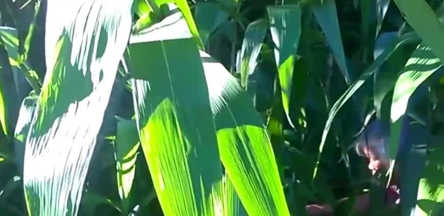 �����ӵ�����Ҷ�ӣ����ձ�����ϡ������ũ��ժ��Ҷ���˼�