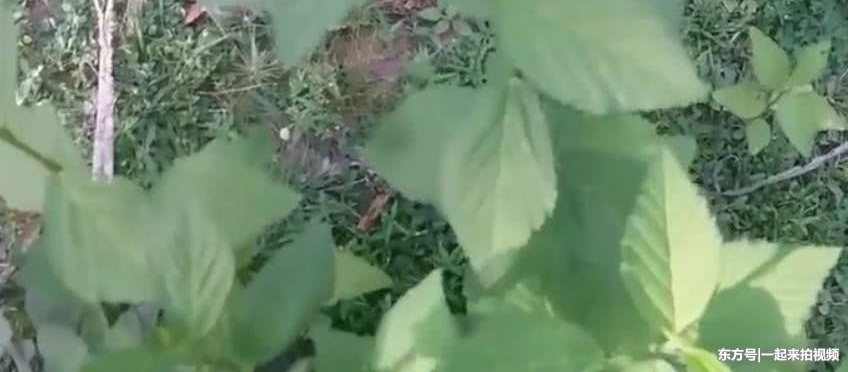 ��ũ�����ֱ���Ϊ��Ѫ�ݵ�Ұ�ݣ�ȴ������ƽ�ľ���