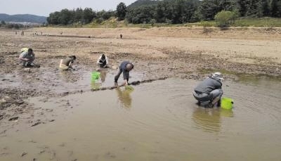 水库放水 河蚌暴晒有人组织“救生”有人挖蚌煮食