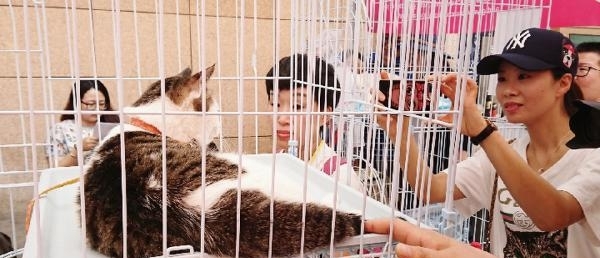 �й����ȳ辭�á����� ר�Һ�����ǿ�淶����