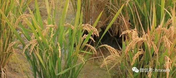 袁隆平将在六省试种耐盐碱杂交稻 每年增产300亿公斤