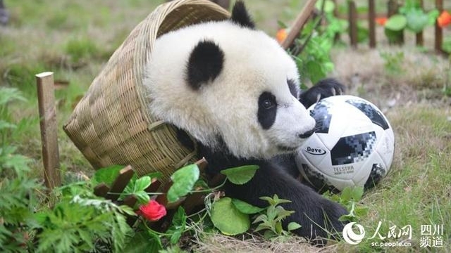 ����������è������ǰ����һ�������籭��Ļս��