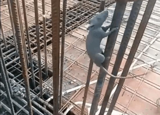 ���ӹ����Ϸ��ָֽ�ſ�Ų�������, ϸ������Ͻ����ӵ�¥��
