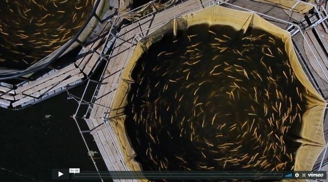 让鱼自由!利用生物细胞技术生产海鲜:Finless Foods 完成350万美元融资