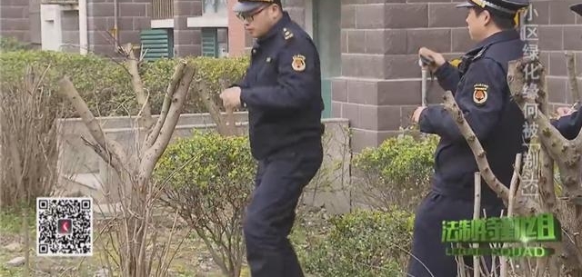 小区绿化被粗暴锛偺晖凤紓 物业称团队专业却没合同