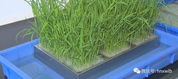 袁隆平将在六省试种耐盐碱杂交稻 每年增产300亿公斤