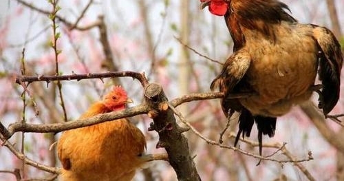 �������ϵ�����Ϊ�γ������ֵ�������