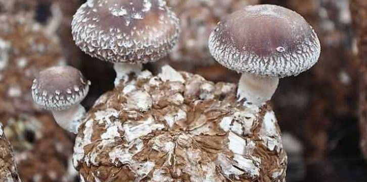 Ů�˲����ϵĿ죬�����˽��������ӻ�˥�ϣ��϶����ǣ���Թ���