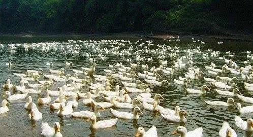 ũ��֧���ֶ��ˣ�δ����ũ�壬2�������۸����ǣ�ũ��п಻��