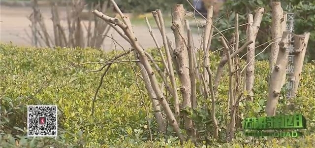 小区绿化被粗暴锛偺晖凤紓 物业称团队专业却没合同