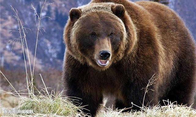 �����С���һ���ޡ���������ش�1000��ʨ�Ӽ������ÿ���