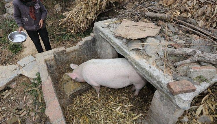 深山七旬老人,养一头猪为家人补身子,传宗接代已经很满足