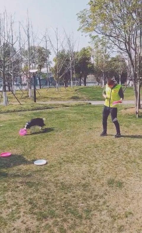 运动健将边境牧羊犬,踩胸借力空中接飞盘,精彩一幕让人赞叹