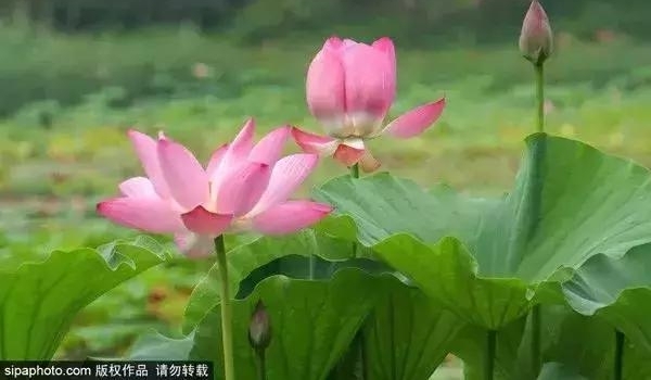 ���Ǵ����ɻ�ʢ�������ǽ��ϣ�ʤ�ƽ��ϣ�