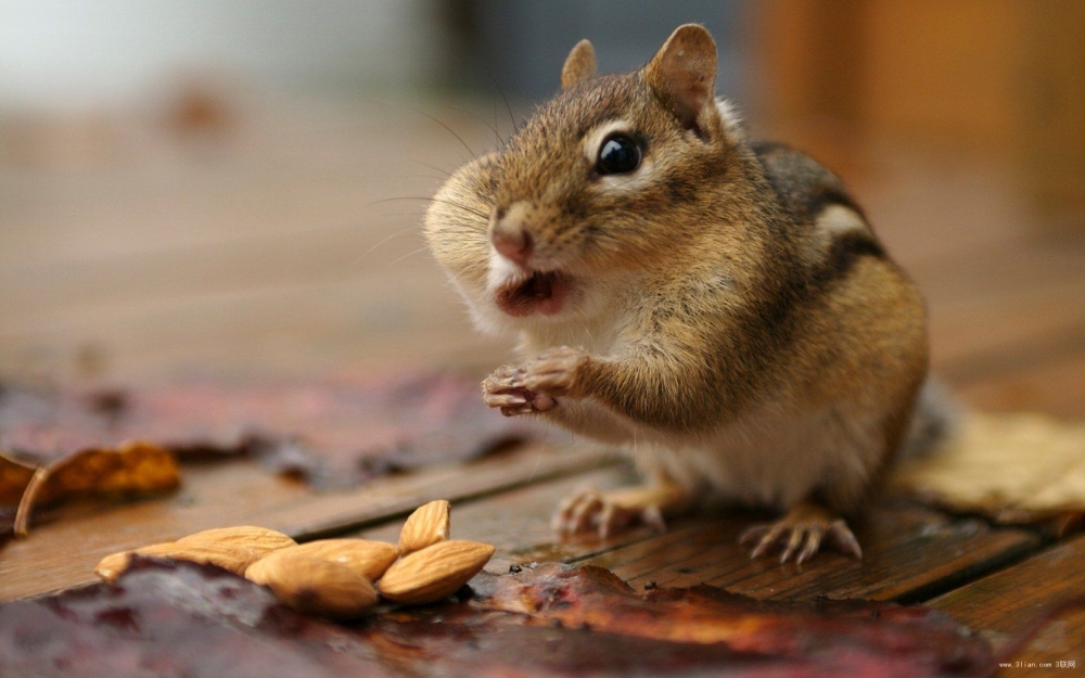 ȴ