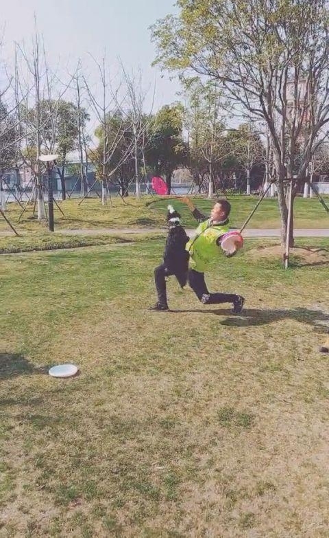 运动健将边境牧羊犬,踩胸借力空中接飞盘,精彩一幕让人赞叹