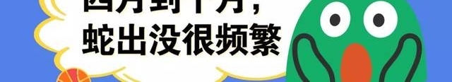 深圳40斤巨蟒闯进居民院子疯狂觅食,抓获后竟吐出一整只鸡