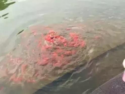 ���Ǵ����ɻ�ʢ�������ǽ��ϣ�ʤ�ƽ��ϣ�
