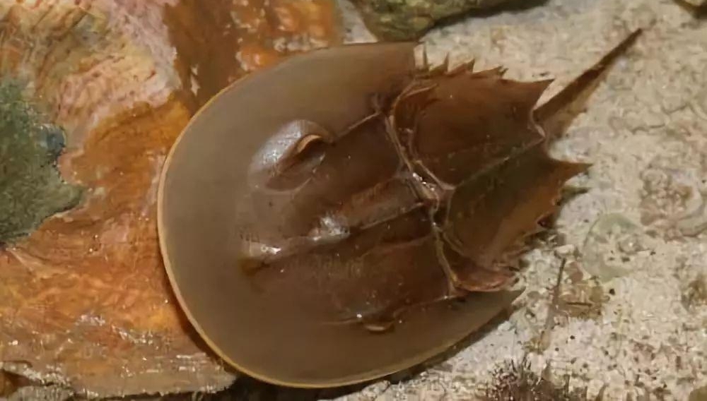警惕!北海3男子误食圆尾鲎中毒!1人成“植物人…
