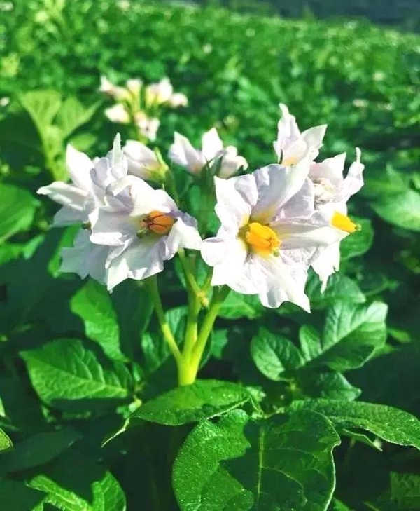ƽ��ׯ��������� ��һ�������������󻨿���