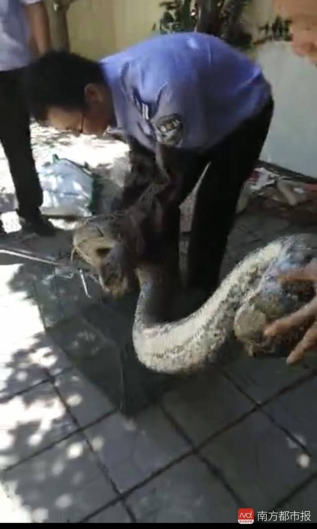 深圳40斤巨蟒闯进居民院子疯狂觅食,抓获后竟吐出一整只鸡