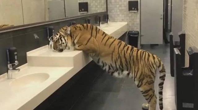 ���ӷ���ϴ�ֳ���ֻ�ϻ�����Ϊ�Ǽٵģ���������ģ��ϻ�ת����ͷ��