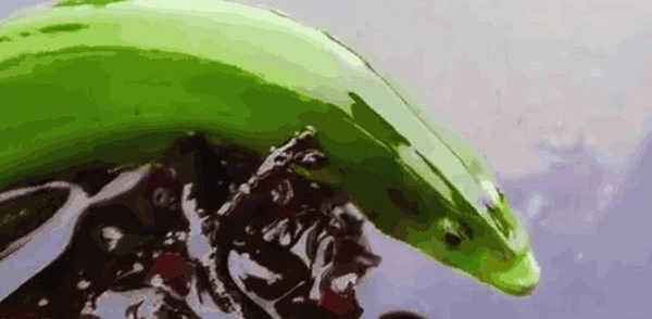 ����Ұ�ⴹ��, ����һ����һ���̹�, ԭ����һ����ɫ��Ʒ��