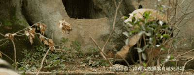 ��ϵ��è���õġ�ħ��ѵ�����γ�