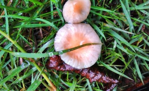 ��Ŀ���ģ�ĸ��·�߲ɡ���Ģ����������ʳ�ã����ȴ����СŮ����
