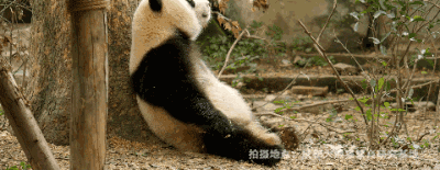 ��ϵ��è���õġ�ħ��ѵ�����γ�