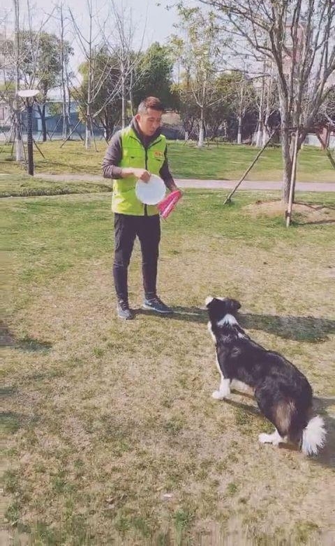 运动健将边境牧羊犬,踩胸借力空中接飞盘,精彩一幕让人赞叹