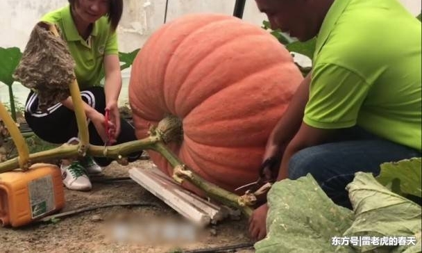 江苏出产234斤巨型南瓜,4个人才搬得起,市场价一个万元